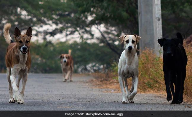 Stray dog goes on biting spree in Bihar's Ara, attacks 70 people