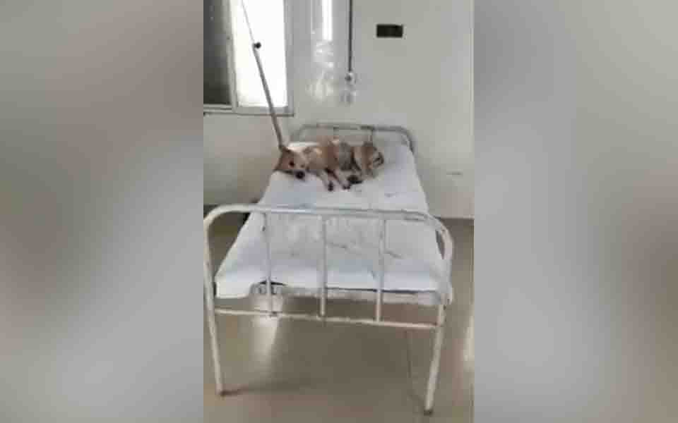 Video of dog on MP hospital bed goes viral; 'worrisome health system' says Cong