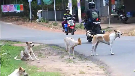 Delhi HC seeks Centre's stand on PIL against MCD's power to 'destroy' unregistered dogs