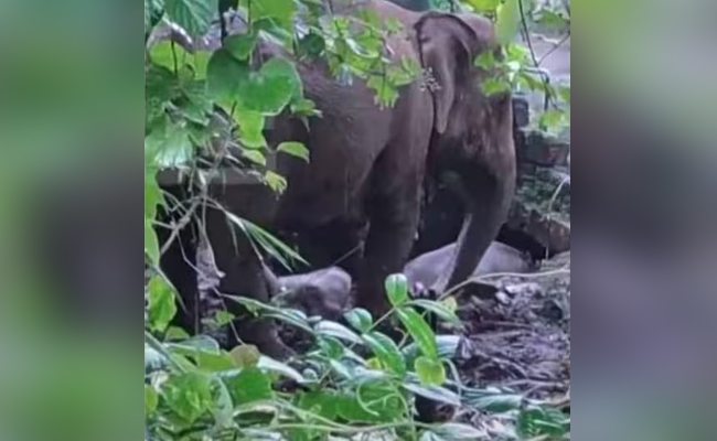 Baby elephant falls into well, mother comes to the rescue