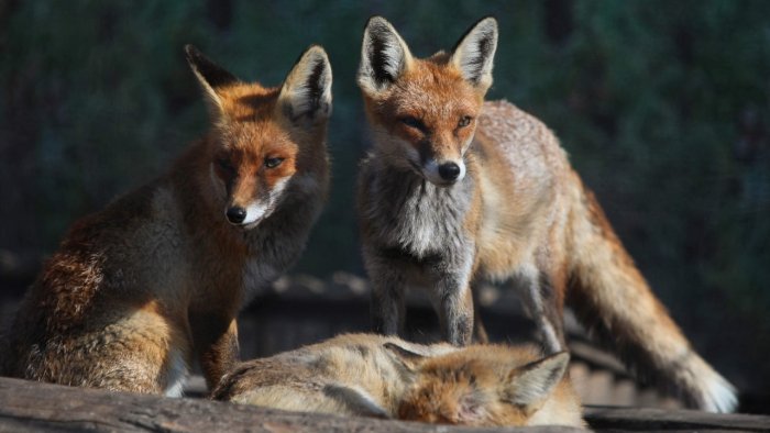 Canine virus outbreak hits Ranchi zoo, all seven foxes die