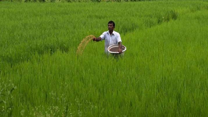 Govt hikes subsidy on DAP fertiliser by 140 pc; farmers to get DAP at old rate of Rs 1,200/bag