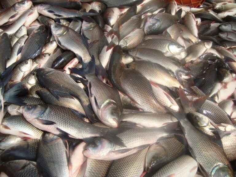 500 kg stale fish found in boats during inspection in Kerala, seized by ...