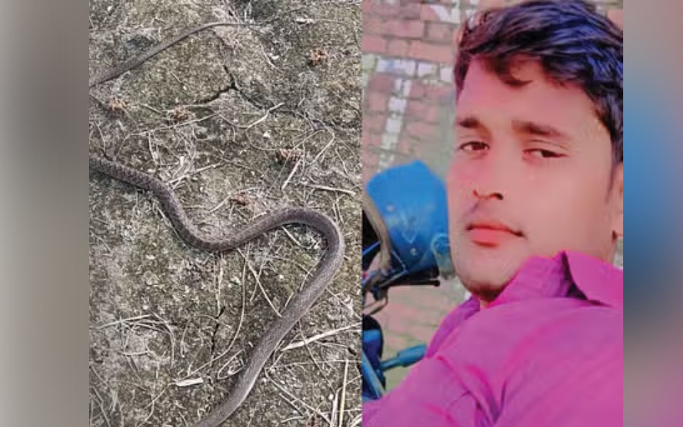 Bareilly: Man dies from snakebite one hour after killing Cobra in field; Locals call it ‘revenge’