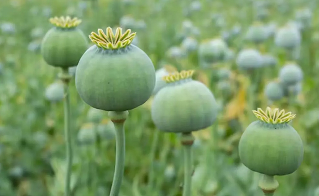 Opium worth Rs 8 cr cultivated in maize field in Chhattisgarh's Durg; BJP leader, 2 others held
