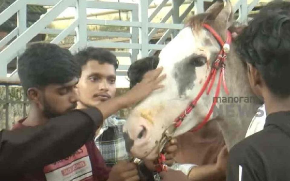 Pregnant horse brutally attacked; six persons booked in Kerala