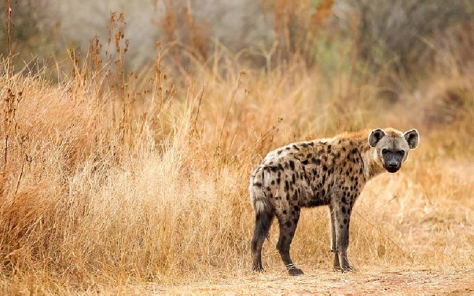 MP: Hyena or jackal? Forest officials puzzled as six die in attack by unidentified wild animal