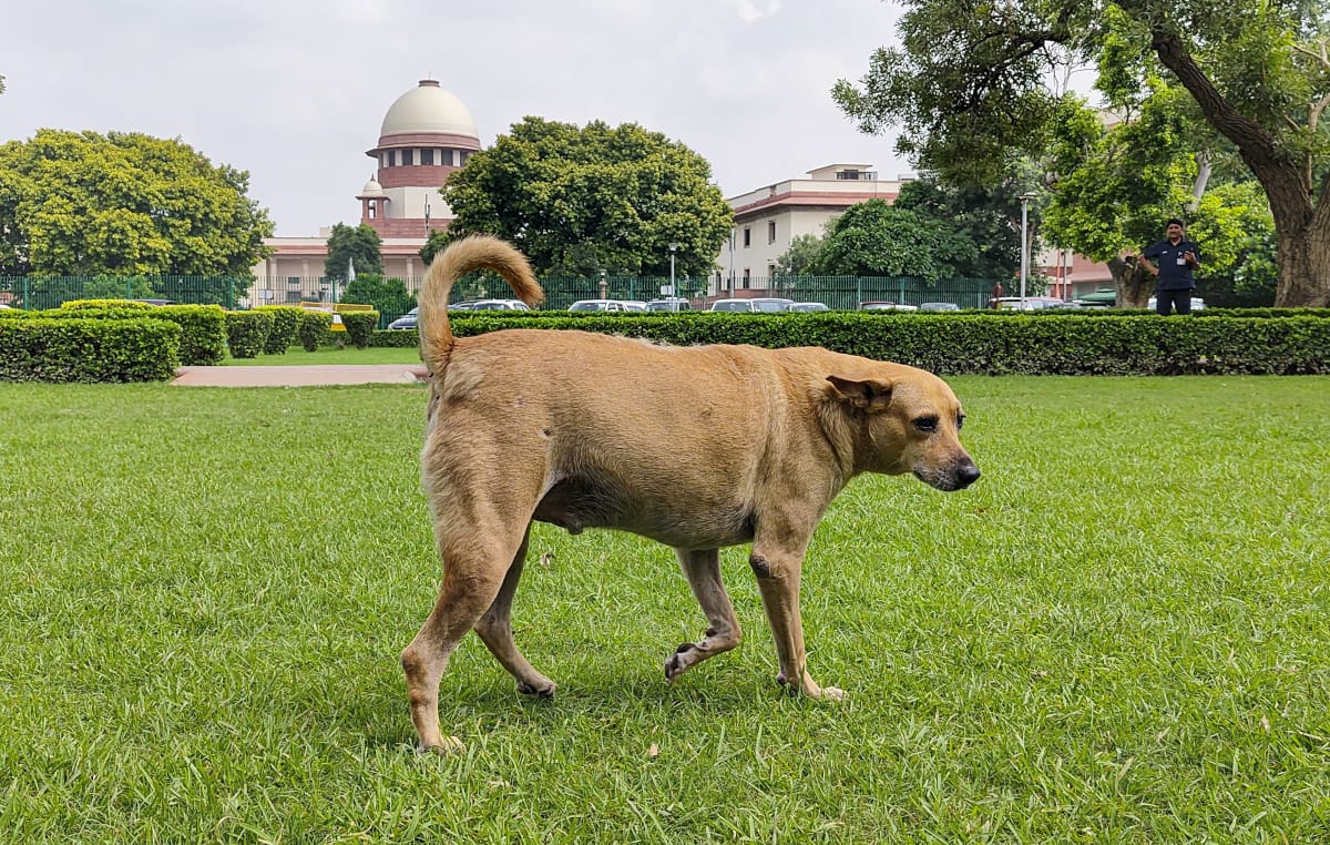 Stray dogs: SC slams states & UTs for not filing affidavits, flags continuous incidents