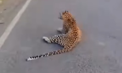 Leopard leaps onto moving car near Pune, series of big cat incidents reported across Maharashtra