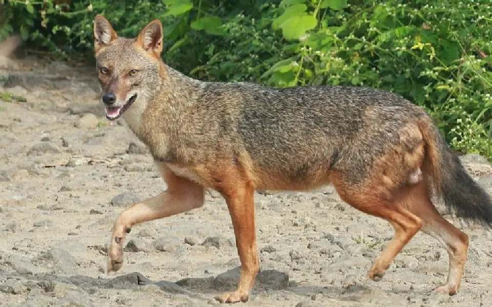 Seven injured in jackal attack in UP's Pilibhit