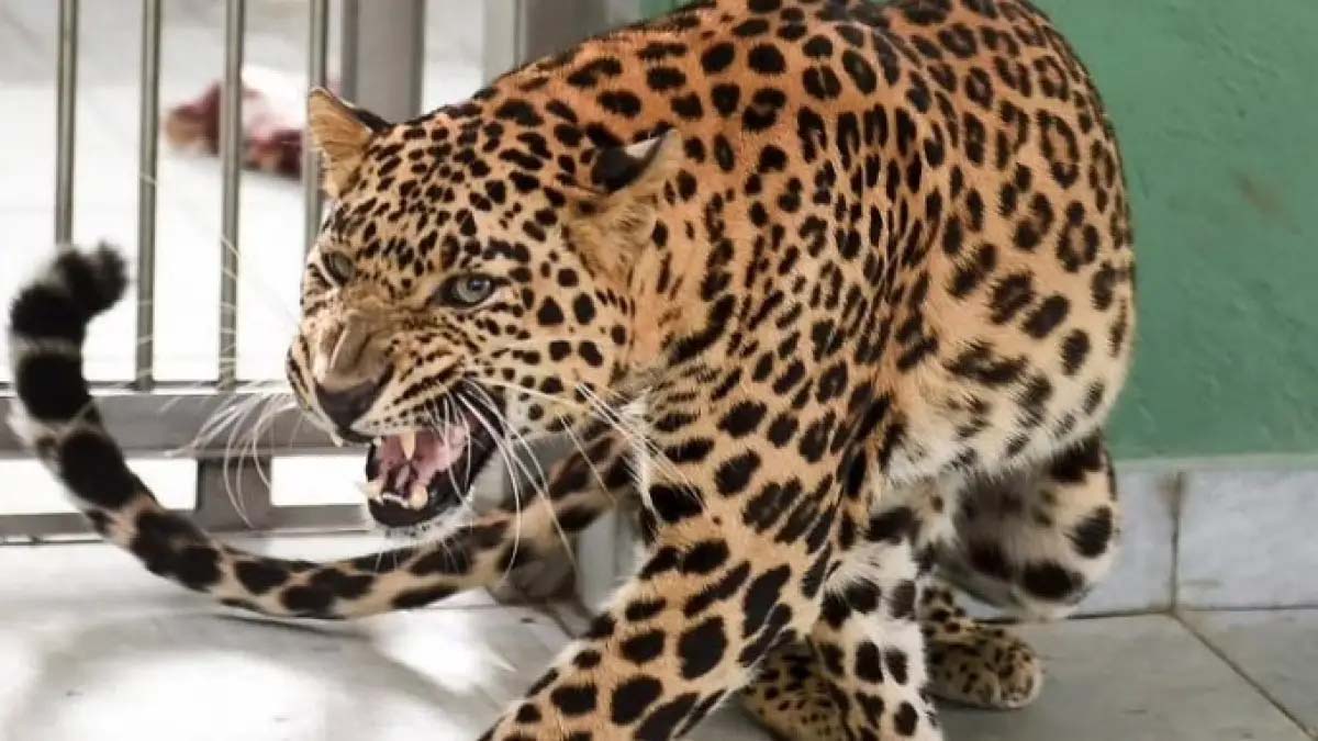 Leopard spotted on IIT-Bombay campus, forest dept alerted