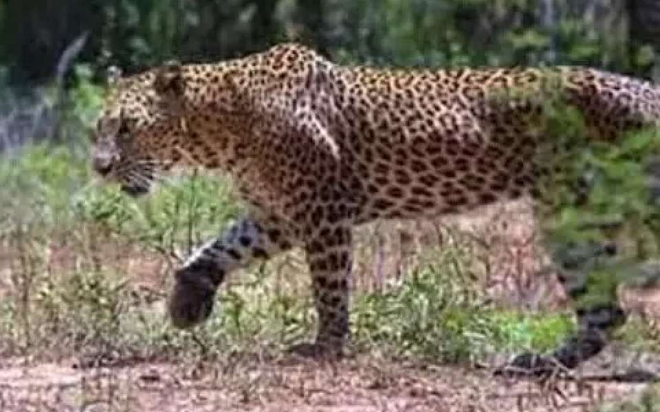 Leopard picks up three-year-old child from outside house in New Tehri, body found in bushes