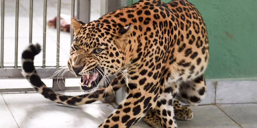 Caged leopard burnt alive by villagers in U'khand's Pauri; FIR filed against 150 people