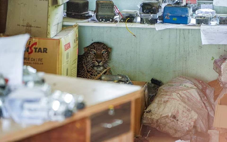 Leopard enters school premises in UP's Bijnor