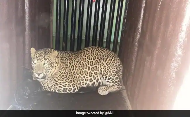 Leopard caught in Mumbai's Aarey Colony after child's death