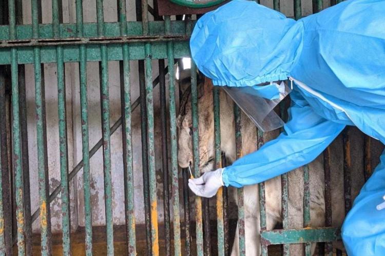 Another lion dies of COVID-19 in Tamil Nadu zoo