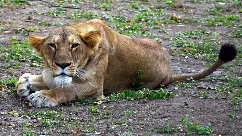 Lion dies of suspected Covid-19 infection in Chennai’s Vandalur zoo; nine others test positive