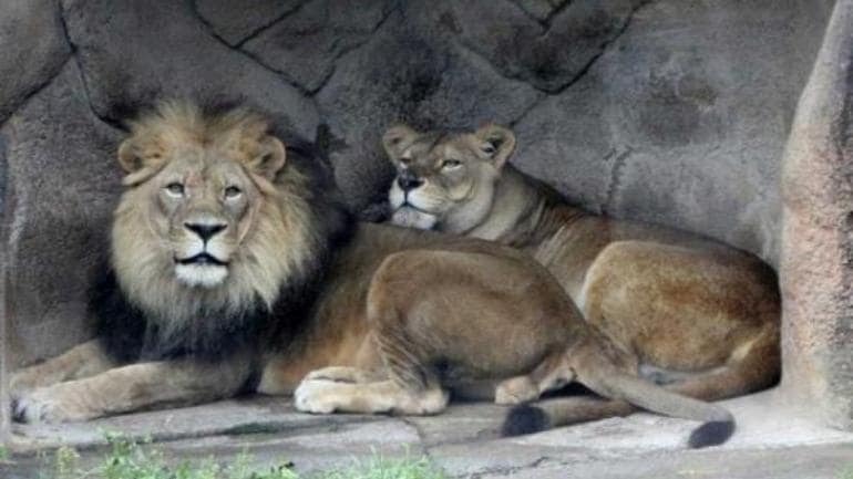 In a first, 8 lions in Hyderabad zoo test positive for Covid-19; samples examined by CCMB