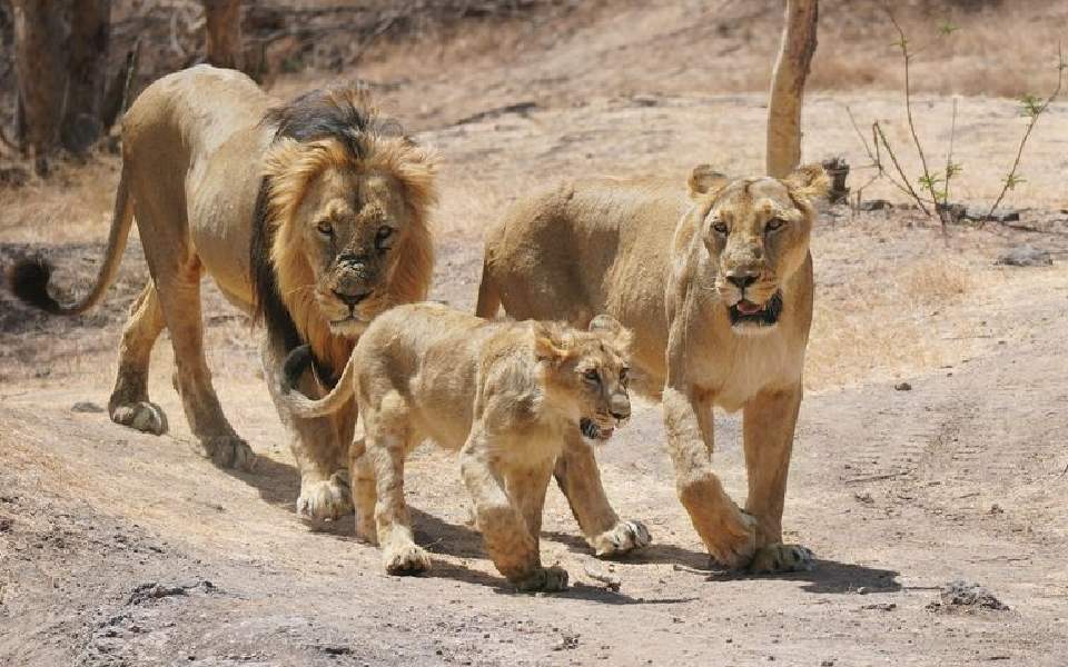 Alert loco pilots save eight lions from getting hit by trains in Gujarat