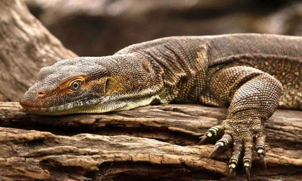 Four held for 'raping' Bengal monitor lizard in Maharashtra forest