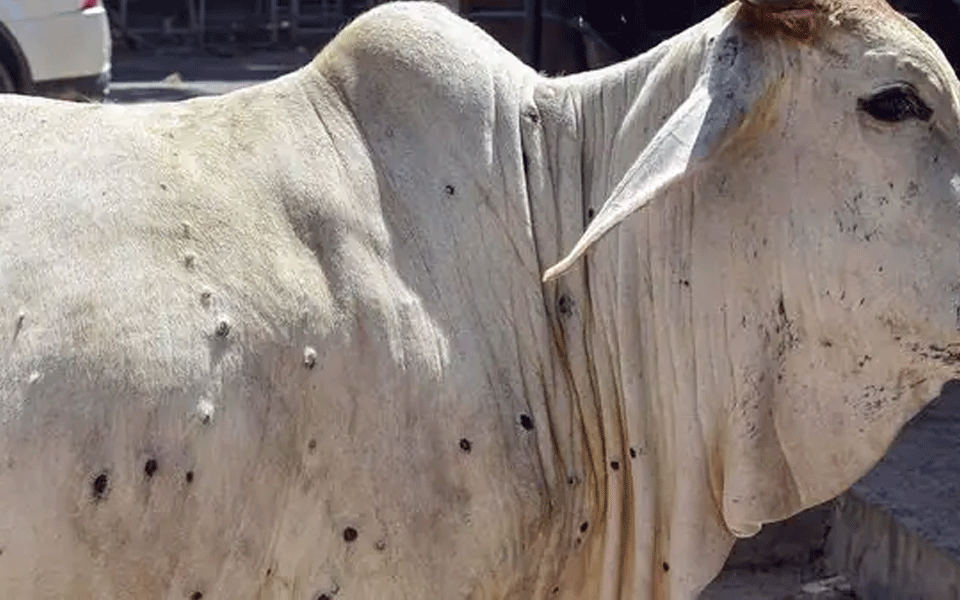 Madhya Pradesh: 336 cattle died of lumpy skin disease so far