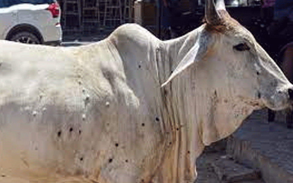 Lumpy skin disease kills 101 cattle in MP so far; CM says state to vaccinate animals for free