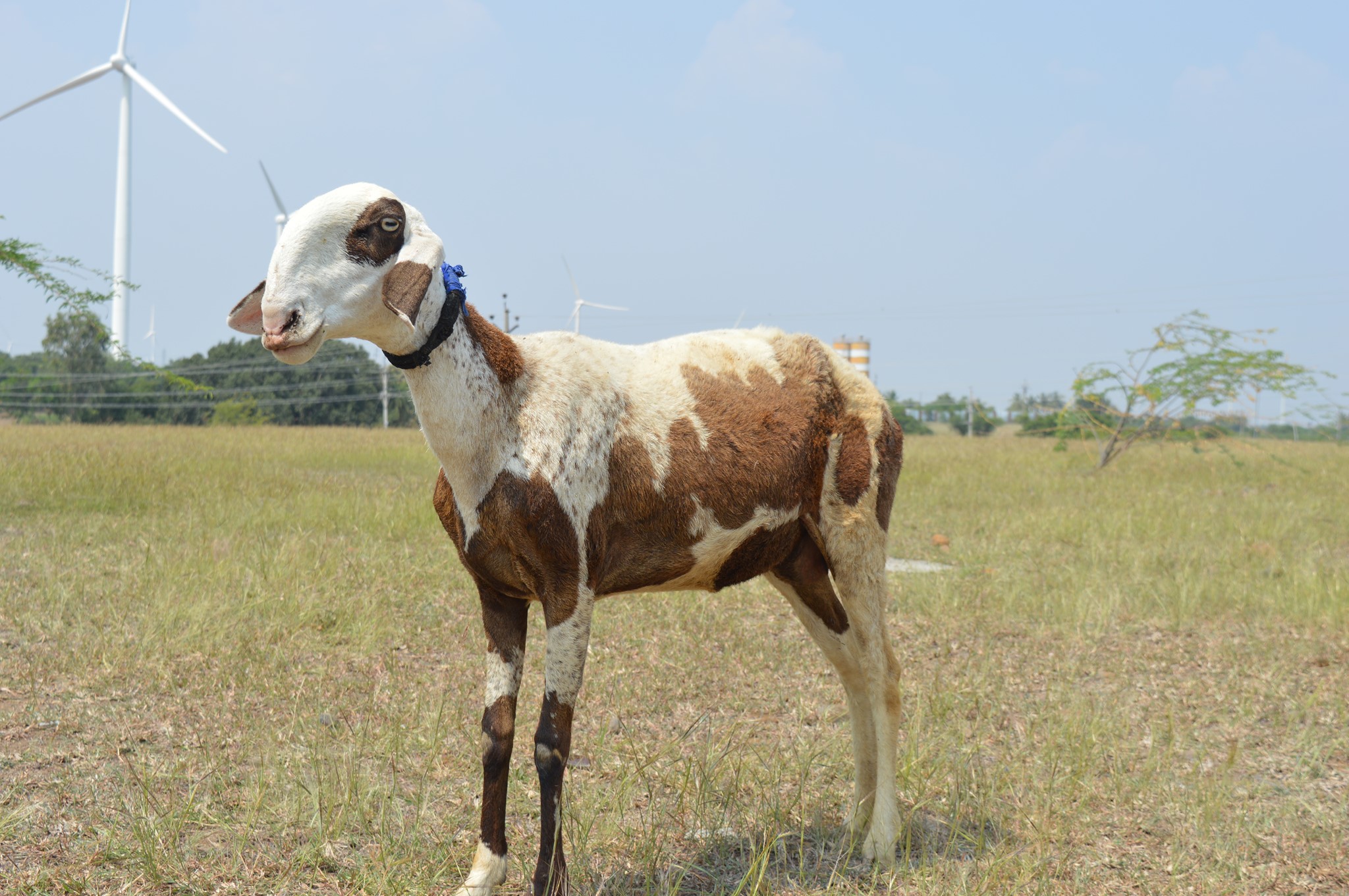 Maharashtra: Madgyal sheep gets offer of Rs 70 lakh