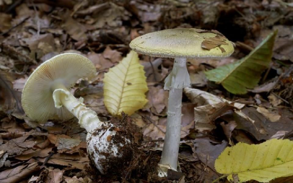 Meghalaya: 3 children die after consuming wild mushrooms, 9 ill