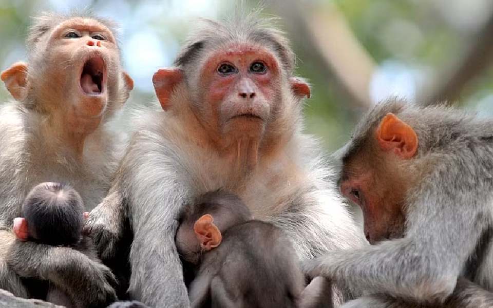 UP: Over 100 monkeys die of toxic chemical, buried in pit to hide carnage