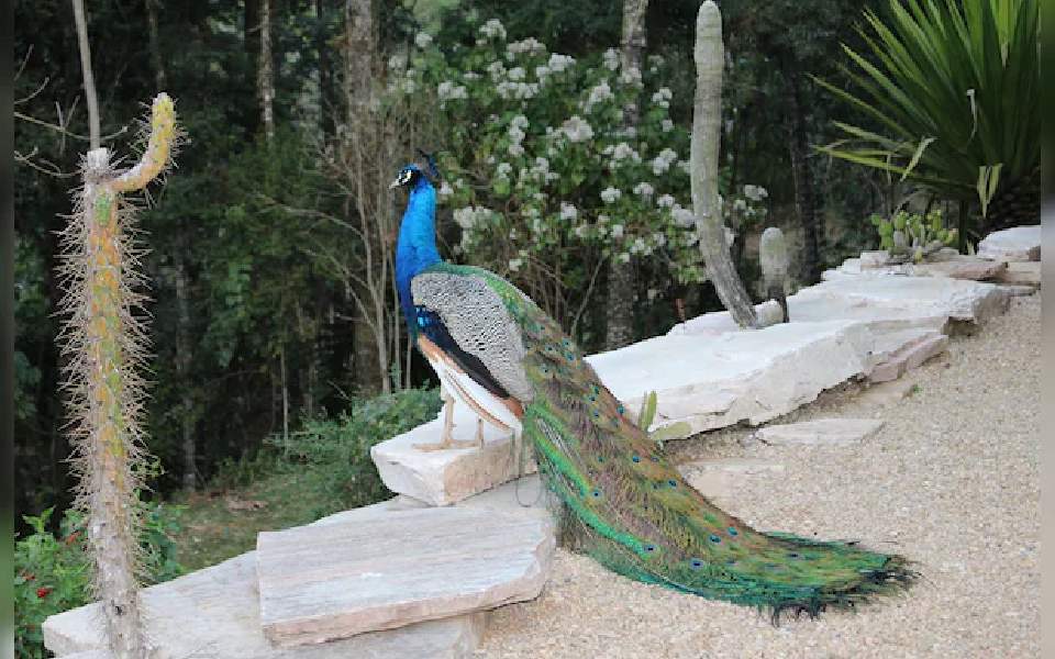 Peacock sighting at 6,500 feet in Uttarakhand unusual, say experts