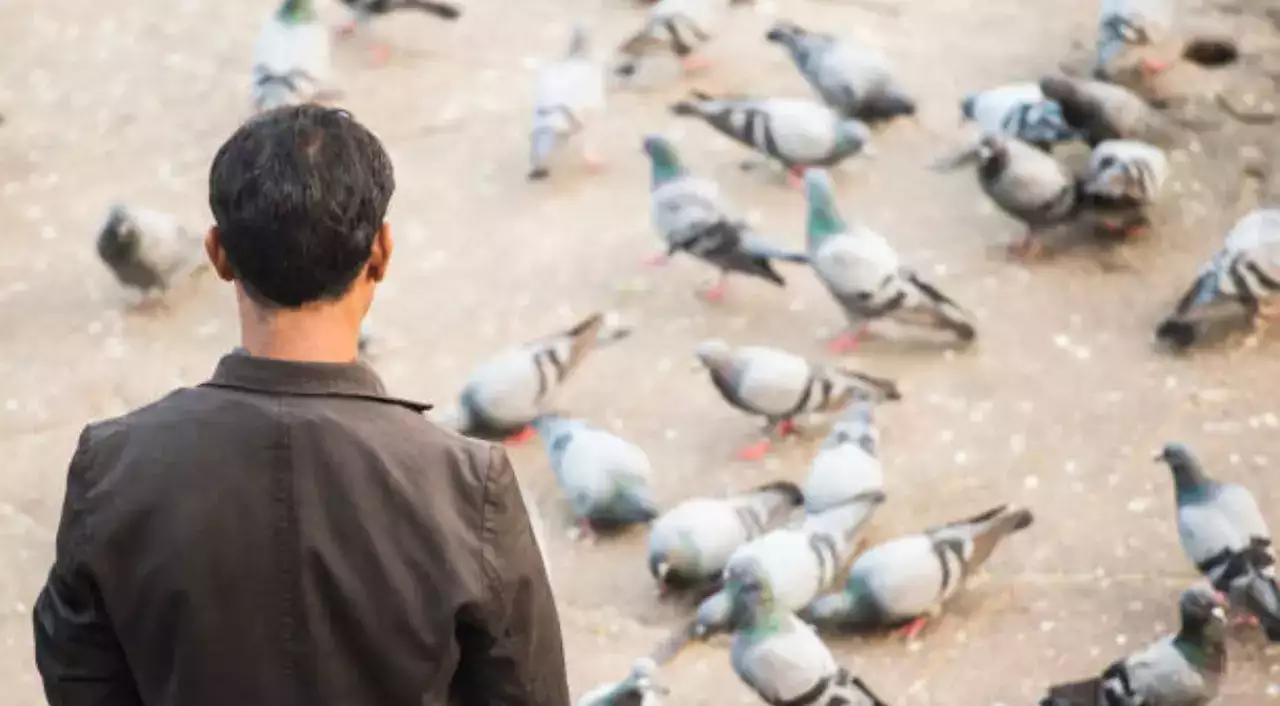 UP Man kills neighbour's 30 pigeons suspecting he stole his cat