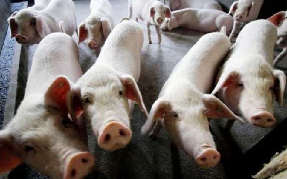 Kerala culls 310 pigs to contain African Swine Fever outbreak