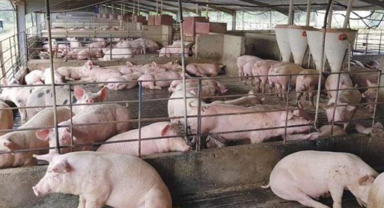 Tripura govt starts culling pigs in African Swine Fever hit Debipur farm