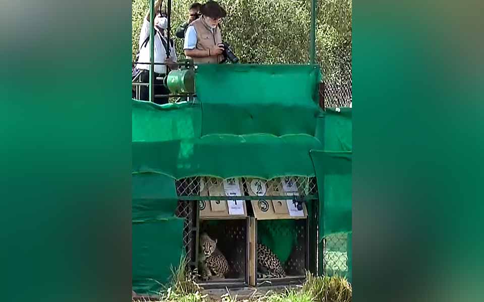 PM Modi releases cheetahs in special enclosure at Kuno National Park in MP, also clicks their photos