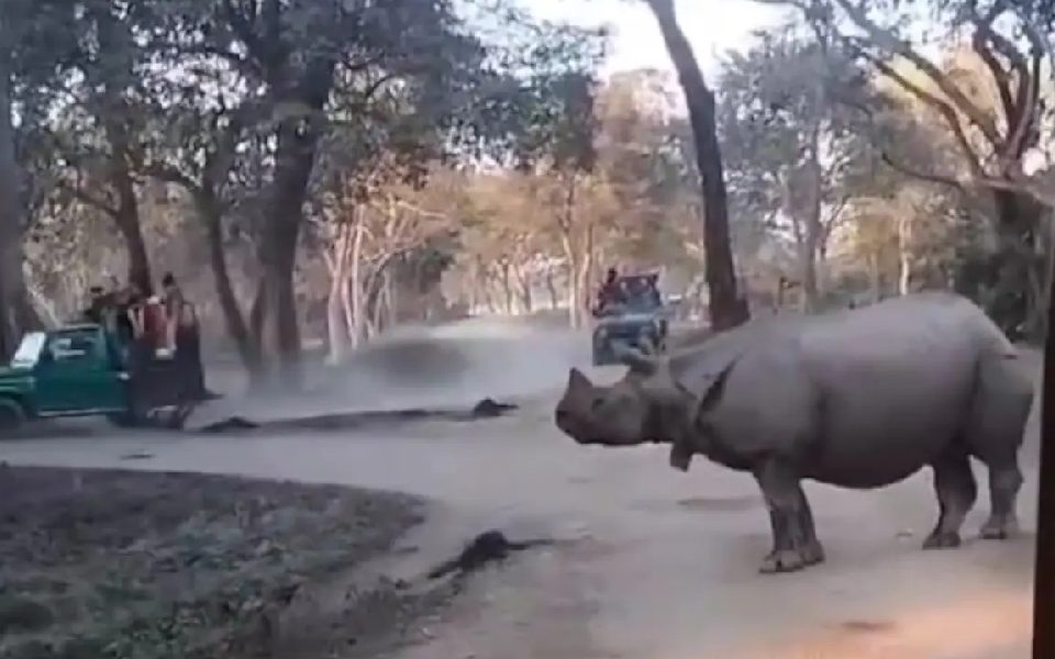 Woman, daughter escape rhino attack during safari in Kaziranga; driver suspended