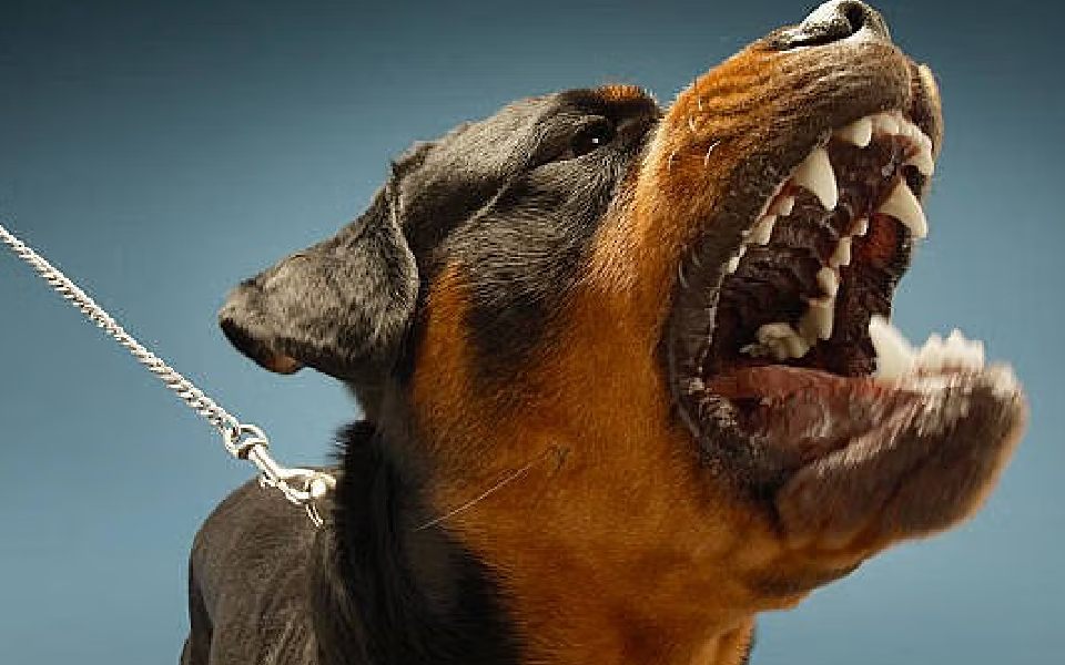 Toddler mauled to death by pet Rottweiler dog