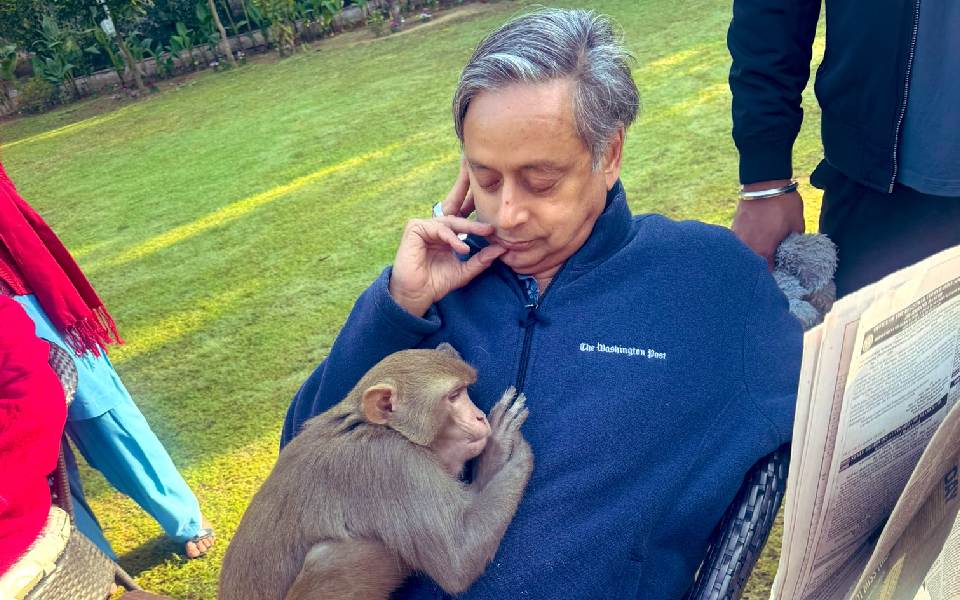 Monkey hugs Shashi Tharoor, dozes off on his lap in heartwarming encounter