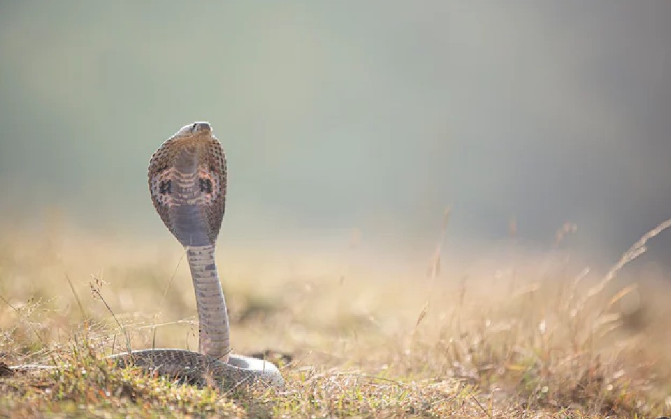 Sleeping together in fear of elephant attack, 3 children die of snake bite in Jharkhand