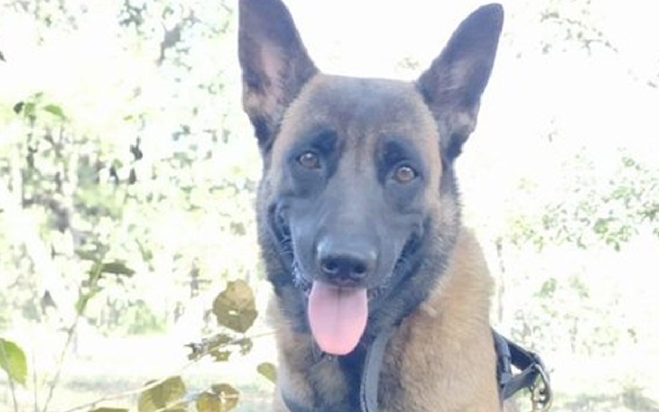 CRPF dog killed in bee attack during Korgotalu hills anti-Naxal operation