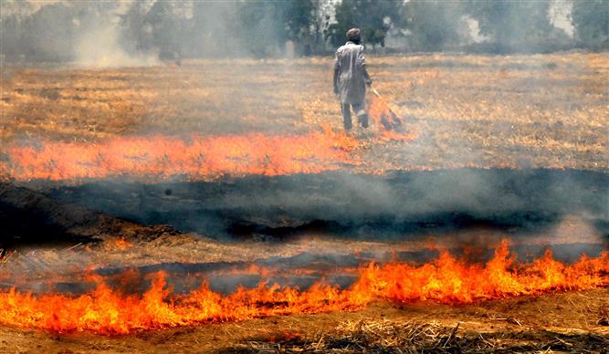 Stubble burning: Centre refused to contribute to cash incentive for farmers, says Punjab CM Mann