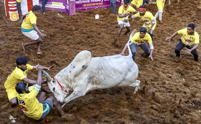 Bulls steal the show at Alanganallur Jallikattu, TN CM announces govt job for best tamer