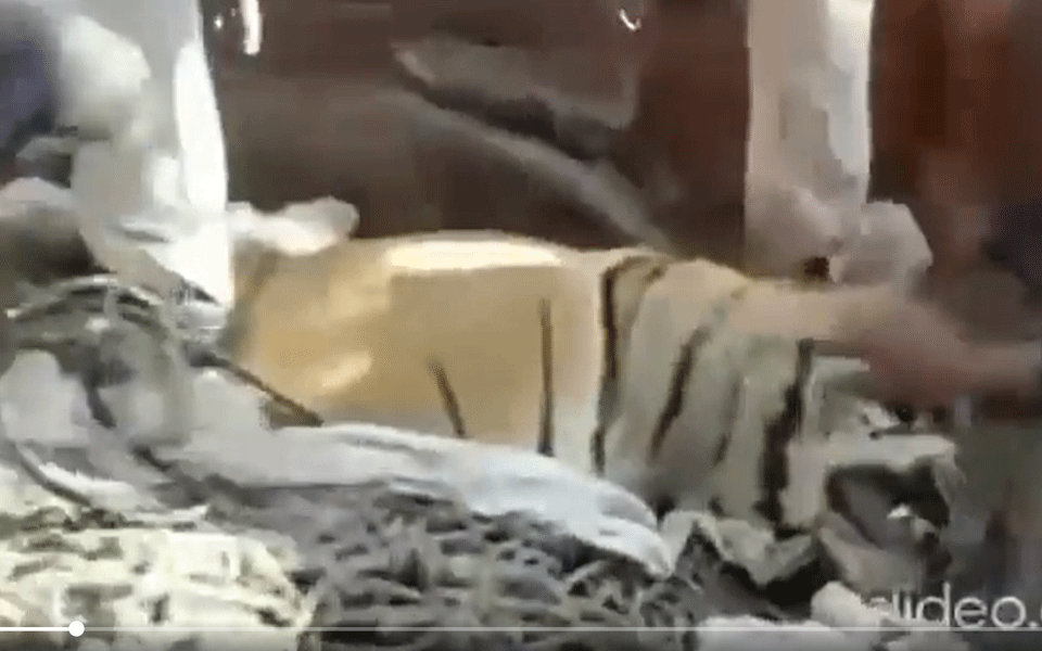 Tiger shot dead in Bihar after it killed 9 people, video of people stomping on injured tiger viral