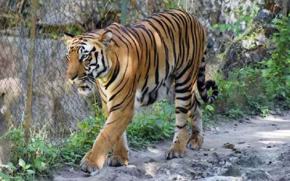 Kerala govt declares Wayanad Tiger a man-eater after fatal attack on woman, orders killing