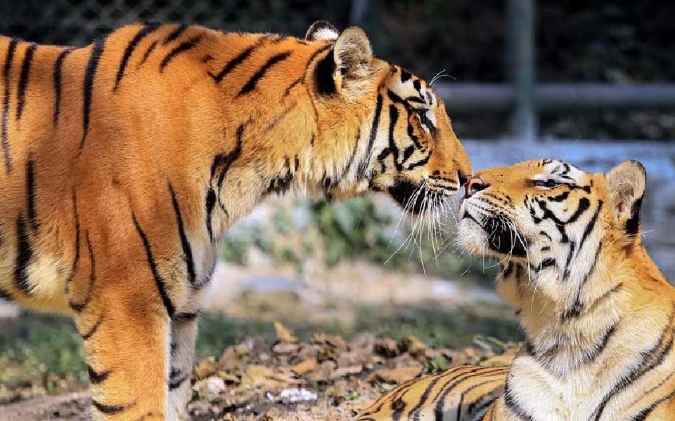 Probe launched as 25 tigers reported missing from Ranthambore Tiger Reserve