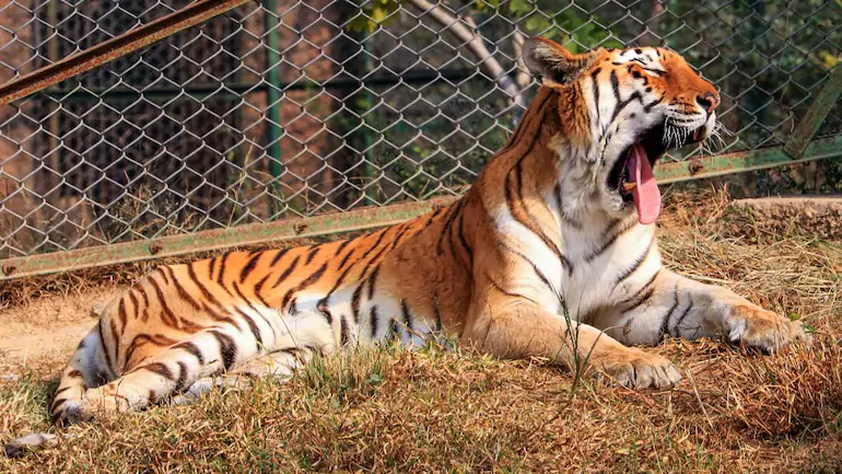 'Tiger state' MP lost 290 big cats in 19 years: Official
