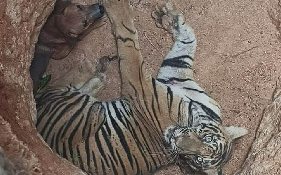 Tiger, dog trapped in pit near Kerala-TN border, rescued