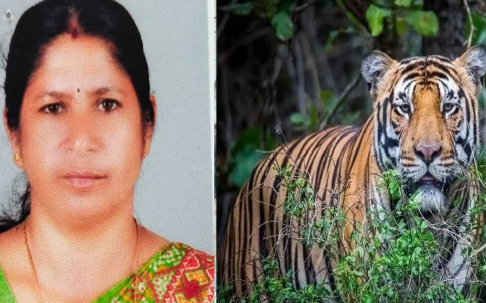 Woman killed by tiger in Kerala's Wayanad; order issued to capture or kill it