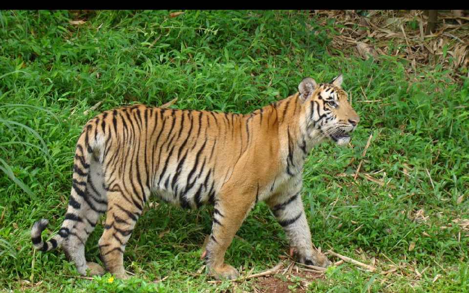 Kerala govt issues order to kill tiger that attacked man if it is not captured or transquilised