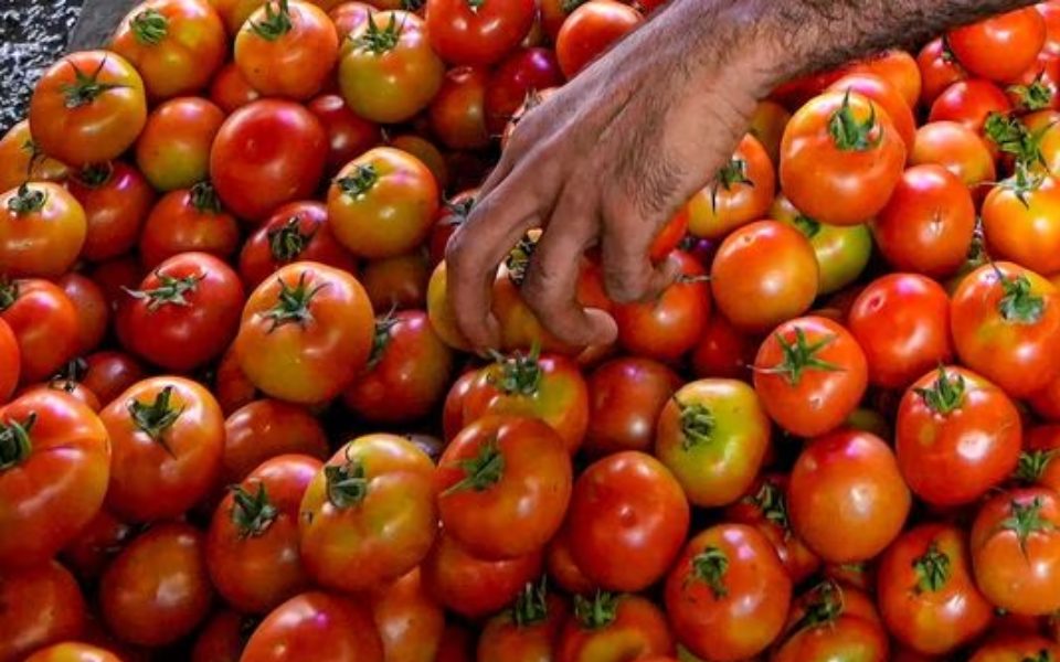 How AI can tackle the tomato crisis