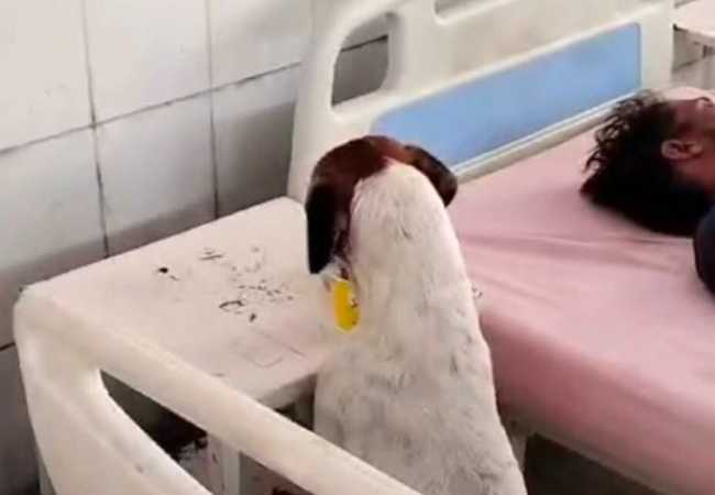 Stray dog eats patient's food at UP's government hospital, Video goes viral